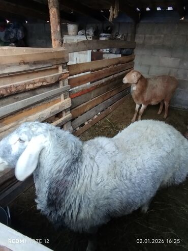 Бараны, овцы: Продаю | Баран (самец) | Для разведения | Племенные — 2