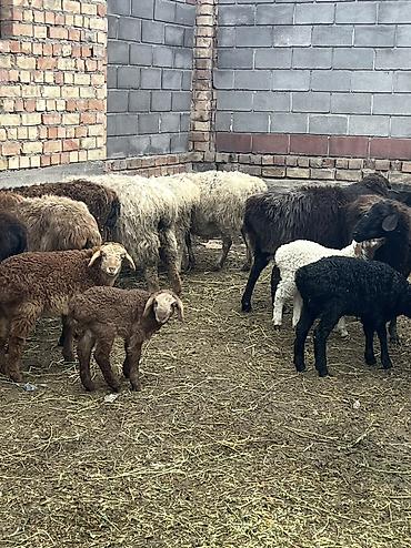 Другие животные: Асалоому алейкум 7 баш козулу кой бар козулар чон 7 баш бооз кой — 2