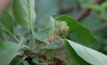 Другие услуги: Садовник! Готовим Сад к Зиме! Обработка Сада! Осенняя обрезка и — 8