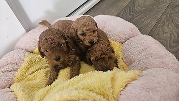 psi stenci prodaja: Dostupni štenci aprikot mini i crvene toy pudle 🐩 Od veoma — 6