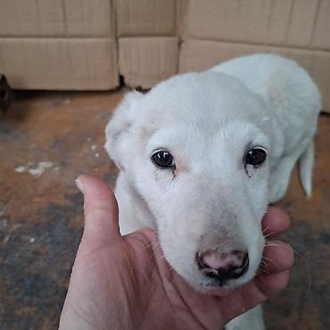 Отдам даром собаку: Щенок белого окраса - Порода: без породной принадлежности (метис) - — 4