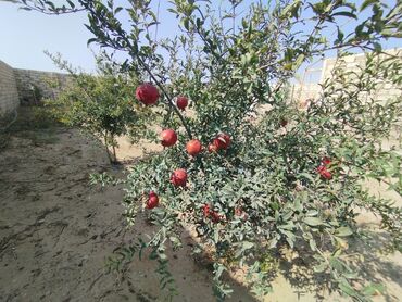 Həyət evləri və villaların satışı: Satış üçün həyət evi və torpaq sahəsi - Tam hasarlanmış geniş həyət — 6