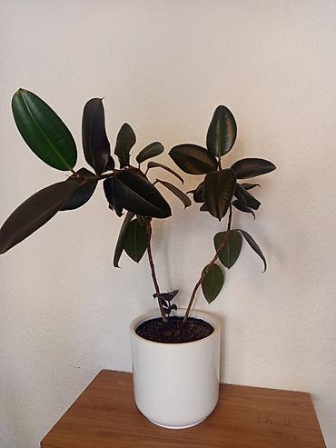 ph down: Фикус эластика (Ficus elastica, каучуконос) в белом керамическом — 2