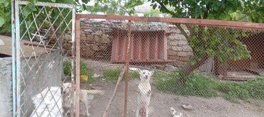 İtlər: Zvonok, 1 ay, Dişi