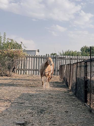 усыпление животных бишкек: Продаются два кочкара оба 4 зуба один линия Блондина один Айзенберг 2 — 3