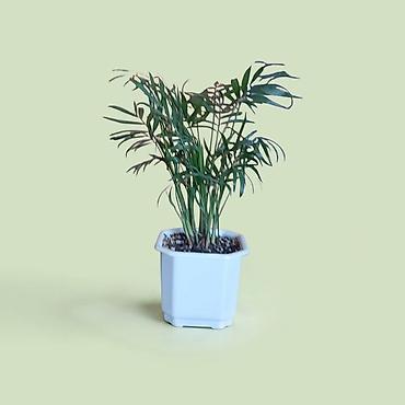 šeflera biljka: Kancelarijska palma (Chamaedorea elegans) u saksiji 12cm, visina oko — 2
