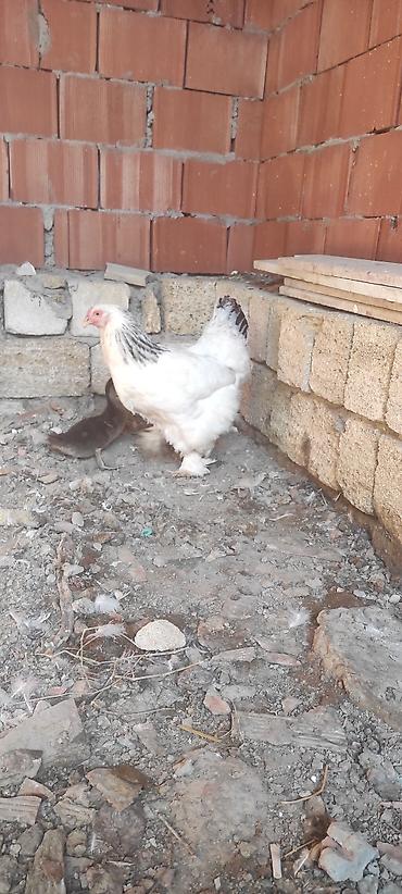 brama cucə satışı: Toyuq, Brama, Damazlıq — 5