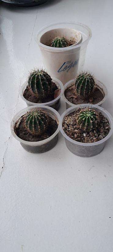 Кактусы: Набор небольших кактусов (больше 6 шт.) в индивидуальных пластиковых — 8