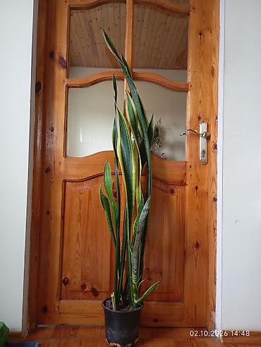 qül: Otaq bitkiləri – Sansevieria (Qayınana dili) və Hoya (mum çiçəyi) - — 8