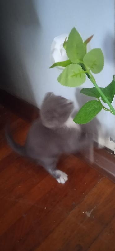 кошка шатланский: Котята - Описание: игривые малыши, на фото — белый котёнок с — 4