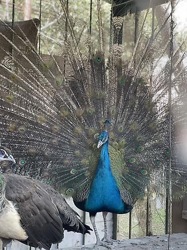 qaz quş: Mavi tovuz quşu – dekorativ quş - Növ: Hindistan tovuz quşu (Pavo — 2