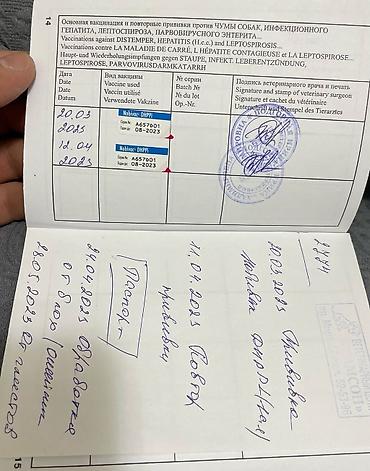 собака золотистый ретривер: Лабрадор-ретривер, 2 года, Самка, С прививкой — 8