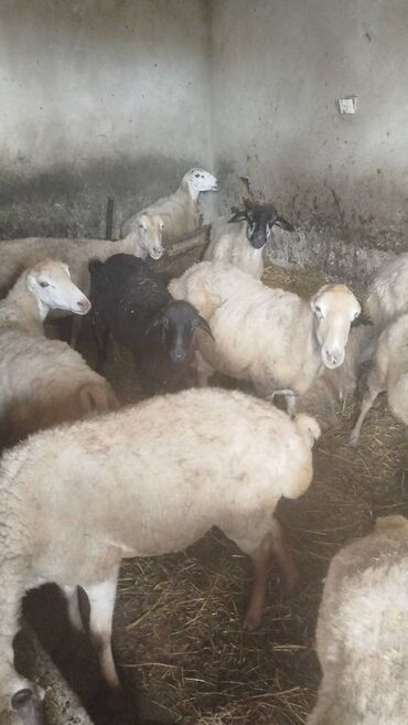 Digər heyvanlar: Qoca gelmiş qoyunlar temiz Qarabağı