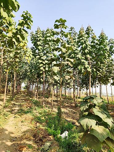 Другие виды семян и саженцев: ПАВЛОВНИЯ КОЧОТТОРУ САТЫЛАТ СОРТТОРУ: -ФТЭ - ШАНГТОНГ - ПАОТОНГ Z 07 — 8