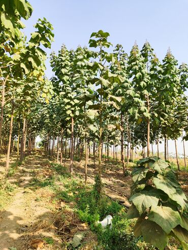 Декоративные деревья: Саженцы деревьев: Павловнии, Платная доставка at lalafo.kg — 5 Декоративные деревья: Саженцы деревьев: Павловнии, Платная доставка — 5