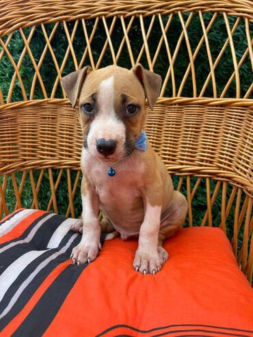 Psi: Registrovana odgajivacnica pasa "Happy Puppies" ima u ponudi prelepe — 10