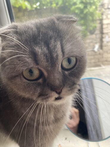британская голубая кошка: Продается Кошка. Причина: Недостаток финансов для обеспечения