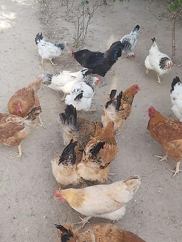 kend toyuqlari satisi: Təbii şəkildə həyətdə bəslənən ev toyuqları - Növlər: qarışıq yerli — 6