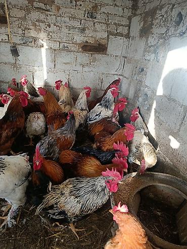 Птицы: Петухи большие — 10