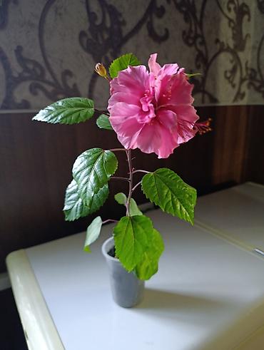 Фикусы: Комнатные растения — коллекция укоренённых саженцев и деток - Фикусы — 10