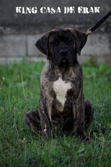 Psi: Štenci Presa Canario, ostenjeni 24.5.2023 godine. Kuba Kira je rođena — 23