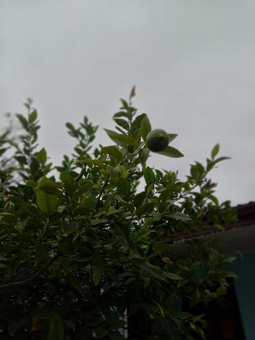 Restoran, kafelər: Tecili Heyder Eliyev prospektinde Wefa stadiondan uzu Korogluya esas — 4