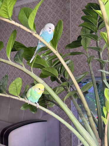 Птицы: Продаю домашнее попугаев,, возраст 1,5 месяцев самка и самец
