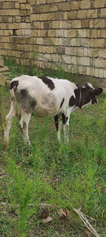 Inəklər, öküzlər: Dişi, il: 2, 250 kq, Südlük — 6