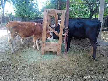 Животные: Продаю | Бык (самец) | На откорм | Привязанные — 3