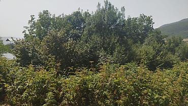 xaçmaz rayonu: Ismayilli rayon Diyallı kəndində torpağ sahəsi satılır.İsmayıllı DYP — 2