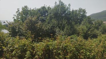 Torpaq sahələrinin satışı: Tikinti, Mülkiyyətçi, Kupça (Çıxarış) — 7