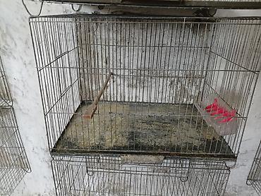 yulaf satışı: Qefesler satilir sekilde gorunduyu kimi usdunde patnos cubugu yem — 2
