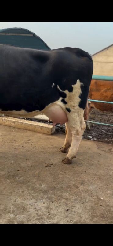 Inəklər, öküzlər: Südlük inək və buzov dəsti - Cins: Holşteyn tipli, xallı (qara‑ağ) — 7