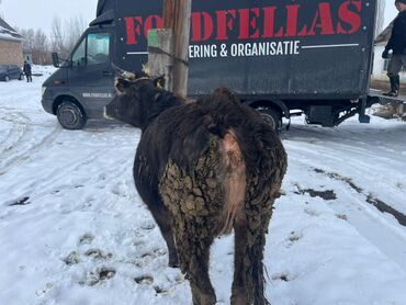 Коровы, быки: Продаю | Корова (самка) | Для разведения | Привязанные at lalafo.kg — 25 Коровы, быки: Продаю | Корова (самка) | Для разведения | Привязанные — 25