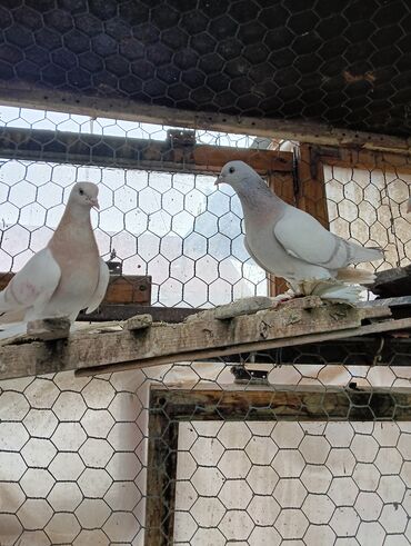 Птицы: Продаю молодых голубей 1 шт стоит пятьсот сом окончательно родители и — 7