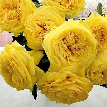 Роза: Саженцы Самовывоз, Платная доставка — 9