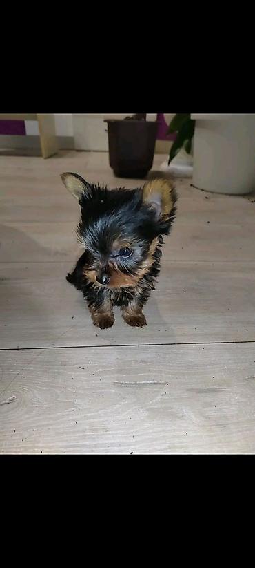 Psi: Jorkšir terijer – štenci iz kućnog legla majka ima kilo i po otac 980 — 13