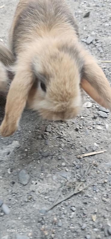 ucuz heyvanlar: Mini lop dovşanları salağ qulağlar satılır bir cütü 75 m 1 dişi 1 — 1