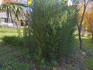 Ağaclar: Məhsul: Bağ və landşaft üçün dekorativ palma və iynəyarpaq — 5