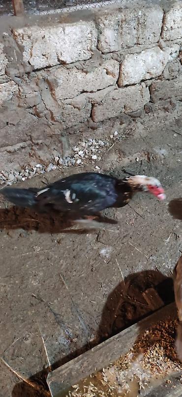 geref qus: LAL ÖRDƏK - Növ: Lal ördək, krasnadar, amerikan sortu (Muscovy — 6