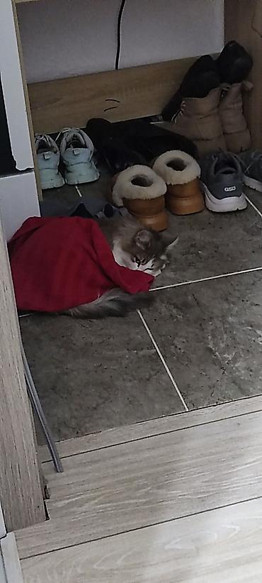Отдам даром кошку: Кошка даром: Сибирская, 1 год, Девочка — 4
