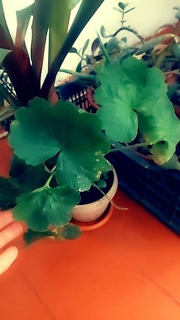 Отдам даром: Цветы от 50 сом и выше — 18