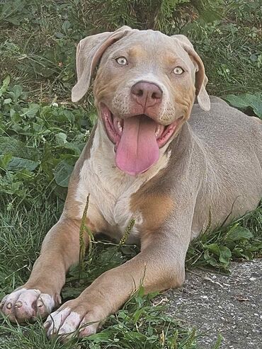 Psi: Vrhunski štenci American Bully XL dostupni za prodaju. Krvna linija na lalafo.rs — 7 Psi: Vrhunski štenci American Bully XL dostupni za prodaju. Krvna linija — 7