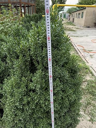 молочай миля: Самшит вечнозелёный (Buxus sempervirens) — взрослые кусты для живой — 10