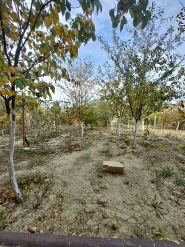 Həyət evləri və villaların satışı: Saray 5 otaqlı, 240 kv. m, Kredit yoxdur, Yeni təmirli — 25