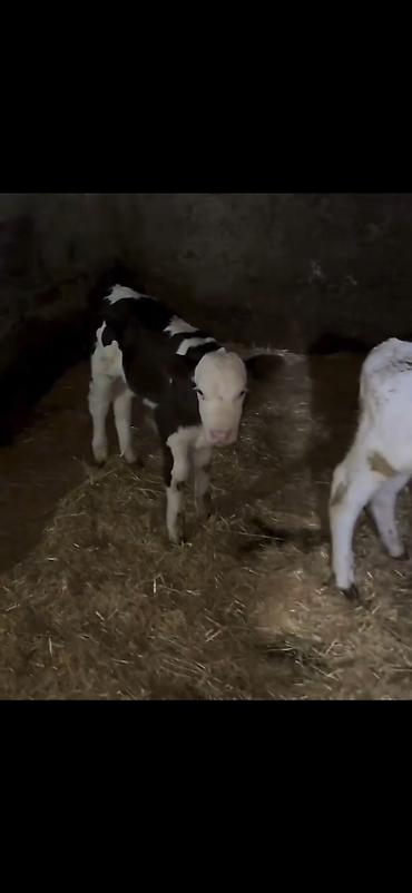 Dana, buzov: Satış üçün buzovlar - Növ: südlük/dana növü, qarışıq ləkəli rənglər — 4