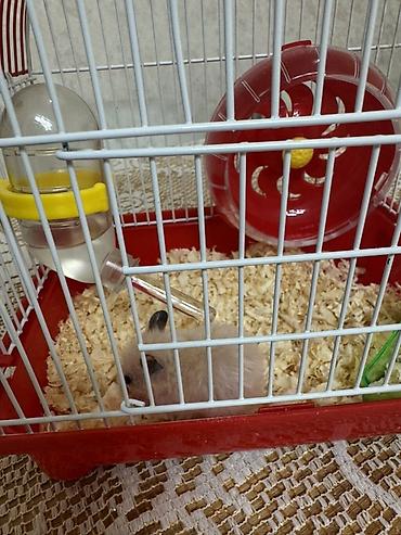 qefes satisi: Hamster üçün tam dəst qəfəs - Kompakt ölçülü, qırmızı altlıqlı və ağ — 1