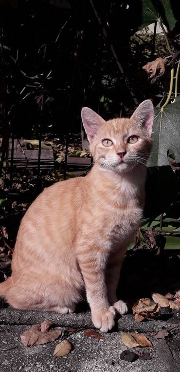 Mačke: Male mace NA POKLON! Idealna prilika za sve koji žele kućnog — 23