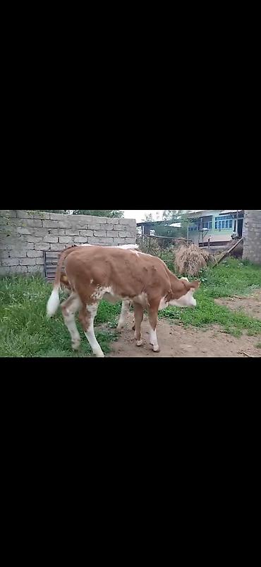 Dana, buzov: Satışda: simmental tipli erkək buzovlar - Rəng: ağ-qəhvəyi ləkəli - — 5