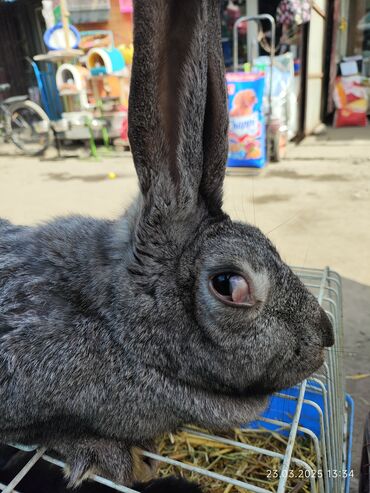 Кролики: Продаю | Кролик самец | Французский баран | Для разведения | Племенные — 6